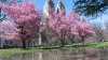 ¿Cuáles son los mejores lugares para ver las flores de cerezo en Central Park? Aquí un mapa en línea