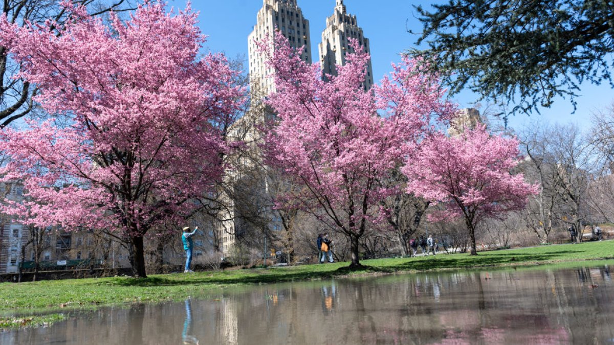 What are the best places to see cherry blossoms in Central Park?  Here an online map