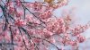 Los cherry blossoms comienzan última etapa antes de la floración máxima