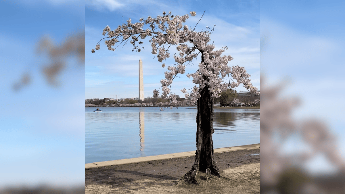 ¿Por qué Stumpy no puede ser transplantado? – Telemundo Washington DC (44)