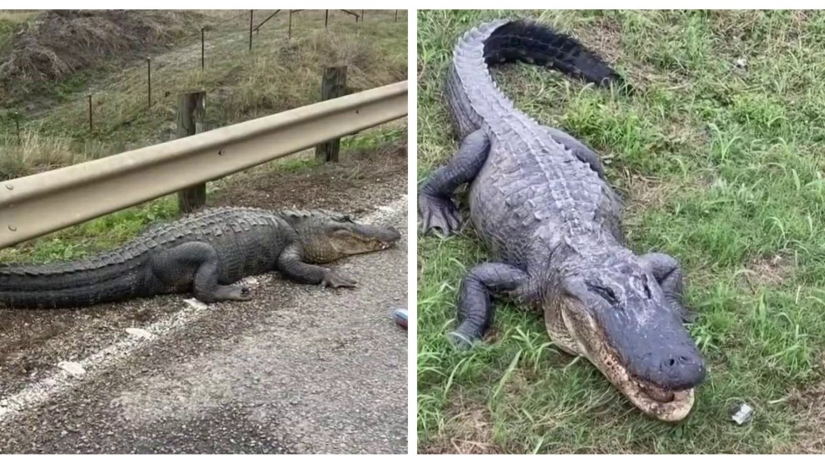 Texas encuentran un caimán a orillas de una carretera en el condado