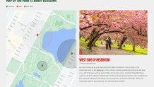 cherry blossom central park