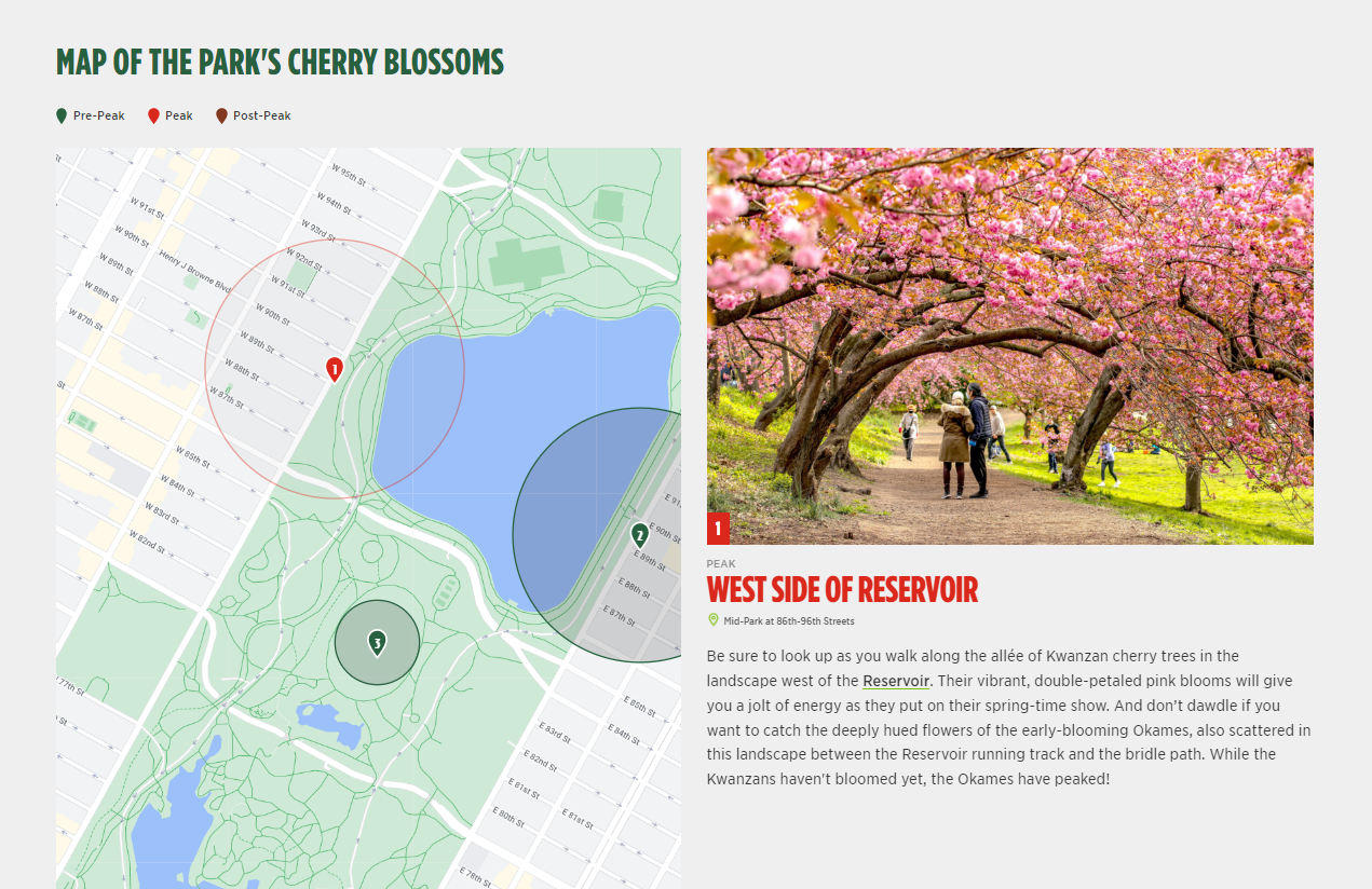 cherry blossom central park