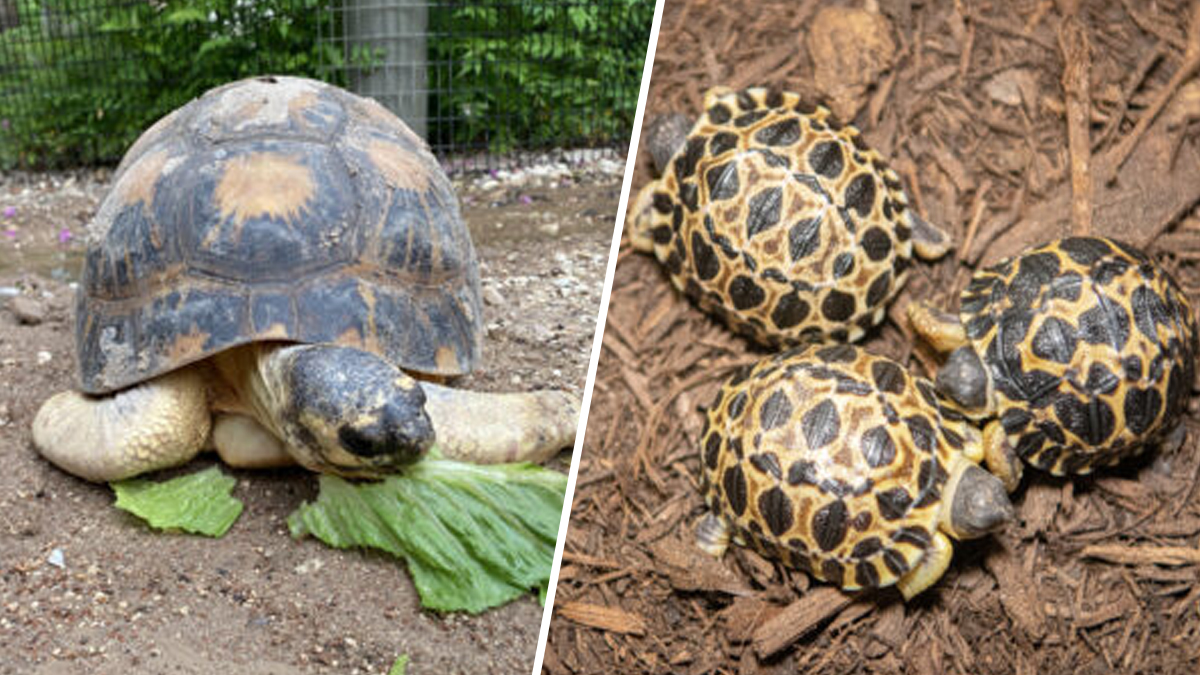 virtud Víspera Despido Zoológico de Houston celebra nueva cria de tortuga – Telemundo Houston