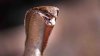 ¡Serpiente en avión! Piloto aterriza con cobra venenosa enroscada en sus pies