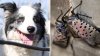 Reclutan a perros contra las moscas linterna con manchas, la plaga que amenaza a EEUU