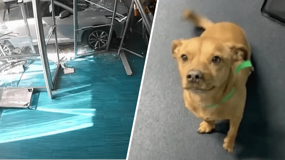 Perrita regresa a albergue de Maryland dos días después de choque
