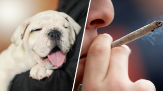 dog and marijuana joint