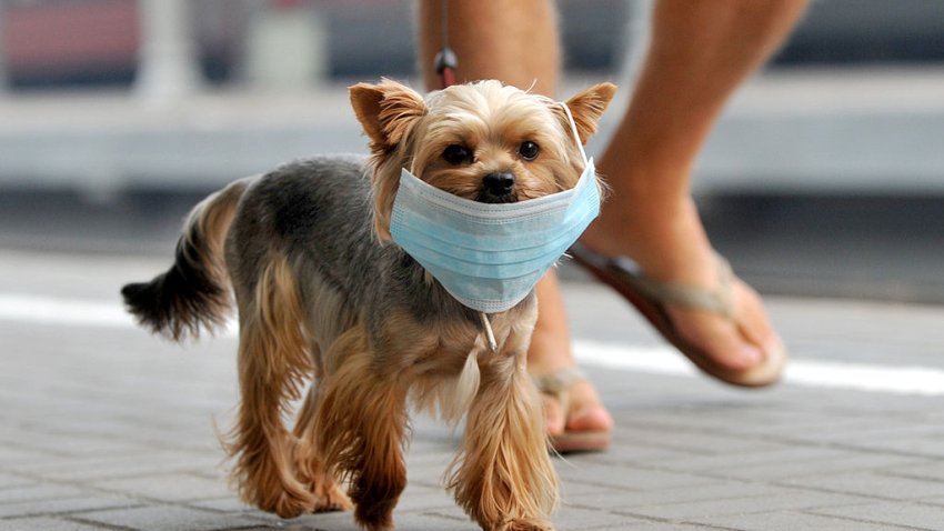 A small dog wears a face mask