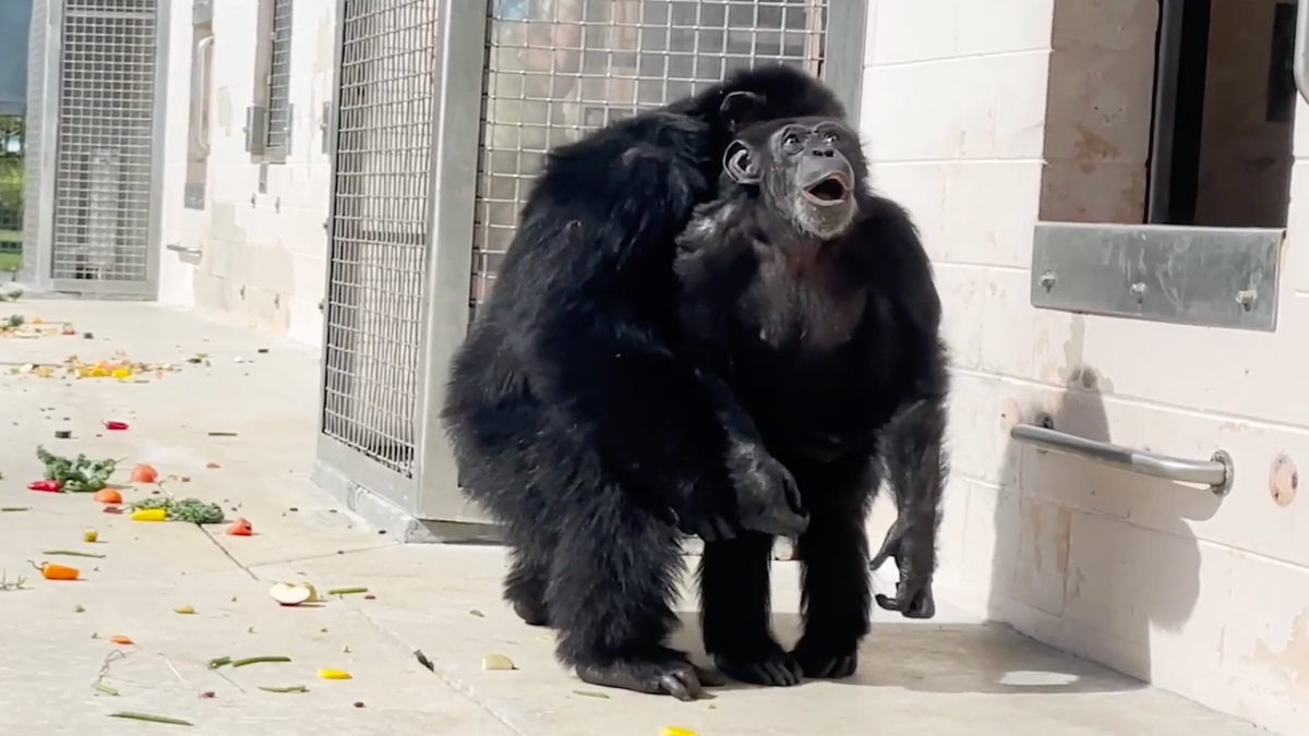 Chimpanzee Sees the Sky for the First Time After 28 Years in a Laboratory