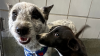 Amigas inseparables: así salvó una perrita a otra canina que luchaba por su vida
