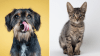 La campaña de adopciones de mascotas 