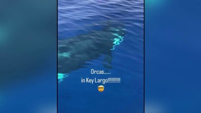 En video: manada de orcas devorando presunto tiburón sorprende a navegantes