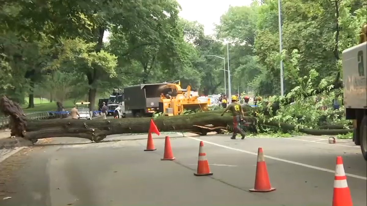 New York City Reaches .5 Million Settlement with Mother Injured by Central Park Tree