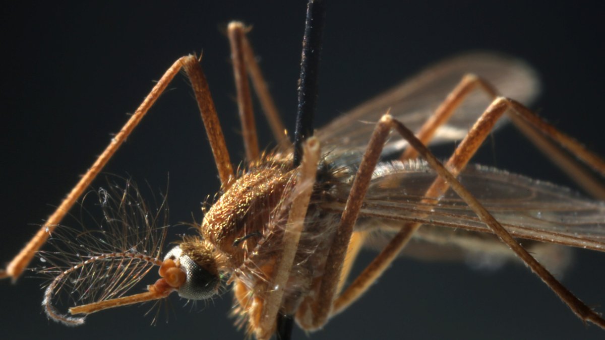 Three Human Cases of West Nile Virus Reported in New York City