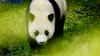 ¿Por qué los pandas del Zoológico Nacional regresan a China?
