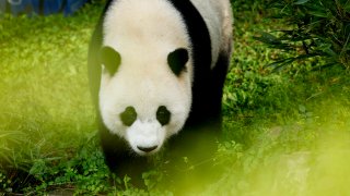 El panda gigante macho Xiao Qi Ji camina hacia un pastel de hielo para la celebración de su tercer cumpleaños en su recinto en el Zoológico Nacional Smithsonian el 21 de agosto de 2023 en Washington, DC. (Foto de Anna Moneymaker/Getty Images)