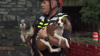A firefighter carries two dogs out of flooded District Dogs.