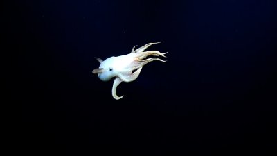 Captan en video un extraño pulpo “Dumbo” en las profundidades del océano