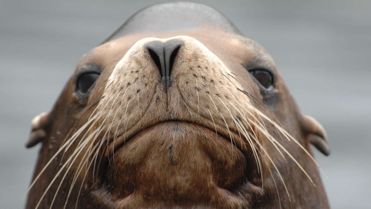 Sea Lion Escapes Pool During New York City Flooding