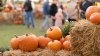 Calabazas y laberintos de maíz: regresan los festivales de otoño a Maryland y Virginia