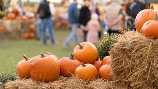 Calabazas, manzanas y laberintos de maíz, ¡llegó el otoño al DMV! (Foto de archivo)