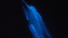 De película: captan a delfines nadando en un espectacular mar bioluminiscente