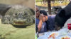 Insólito: caimán con restos de mujer en sus fauces, y la reacción de una madre ante oso hambriento