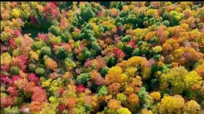 Alerta Verde: La importancia de las hojas para el medio ambiente