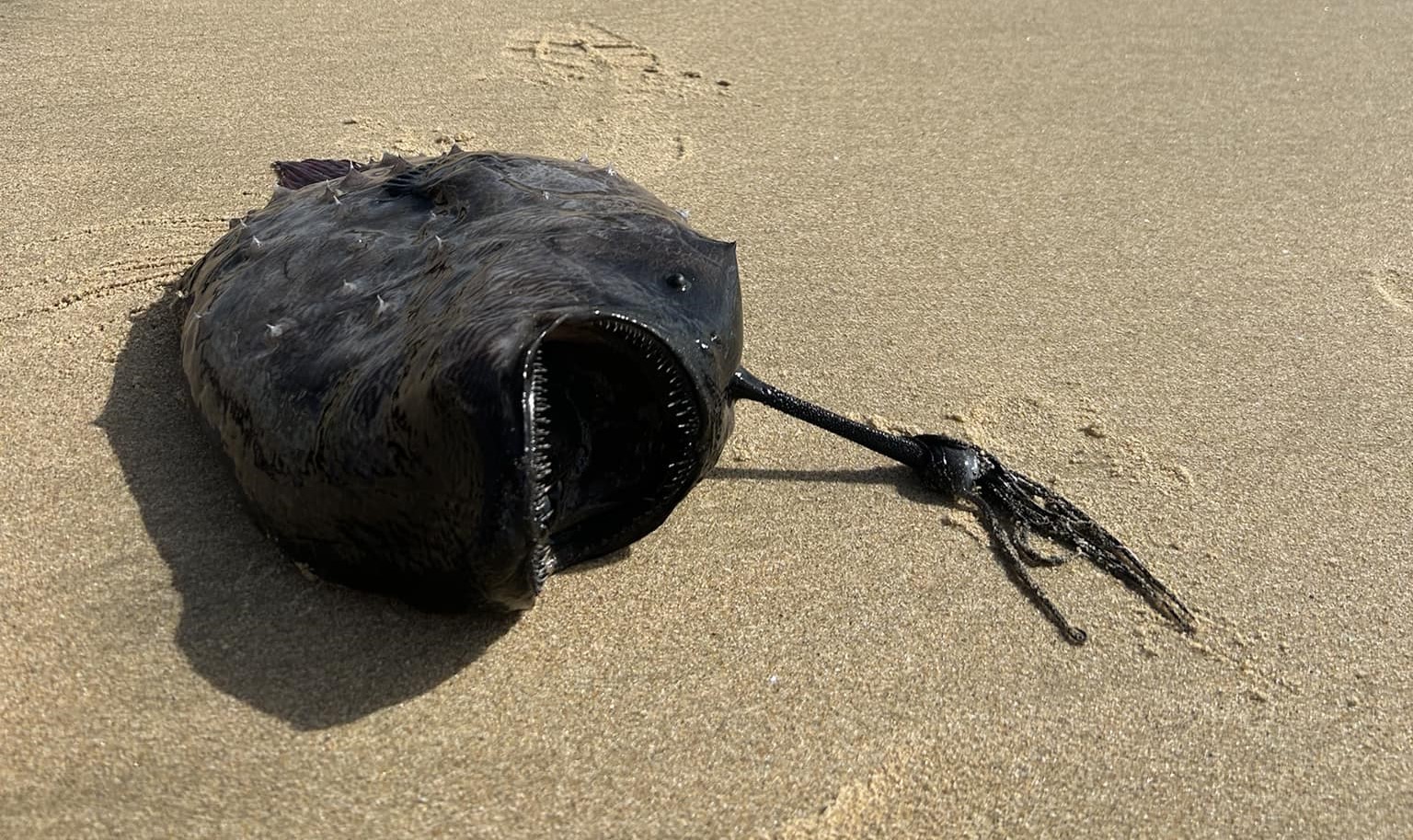 A Pacific football fish washed up Oct. 13, 2023 on an Orange County beach.
