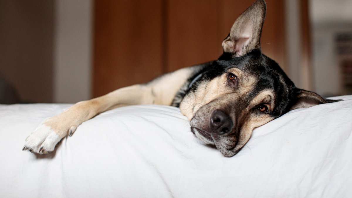 cómo se trata la salmonella en los perros