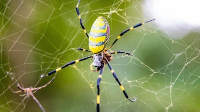 These creepy crawlies are expected to invade tri-state this summer