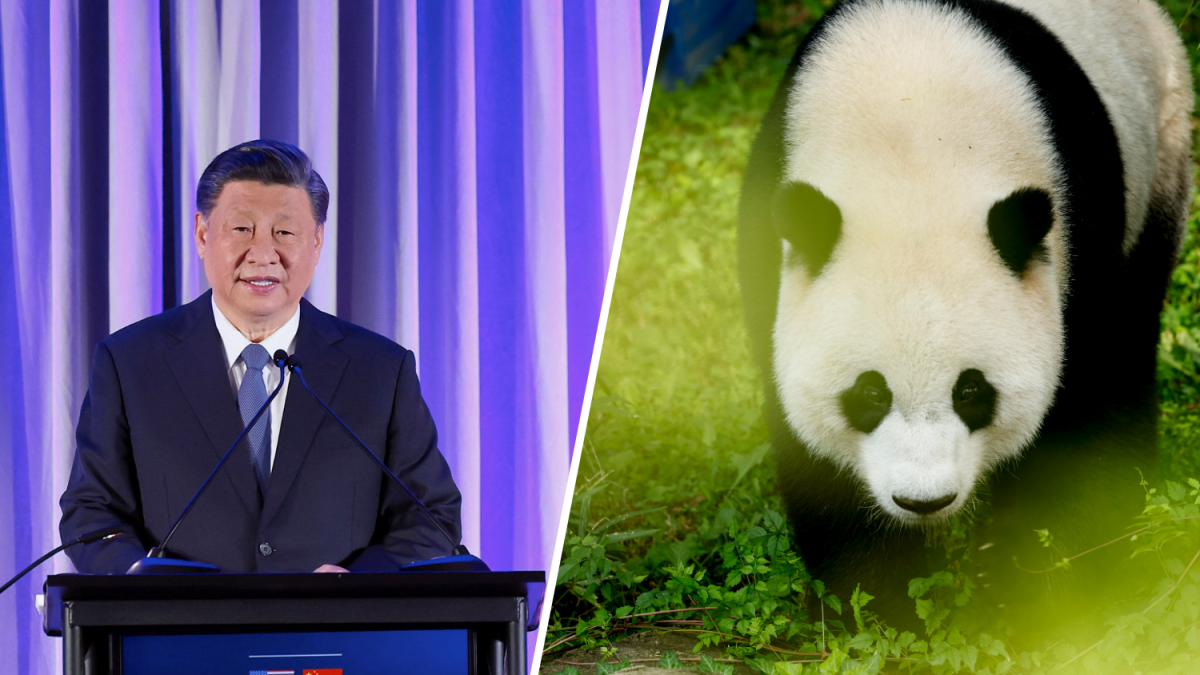 Dos osos panda viajan, como embajadores, de China a Indonesia