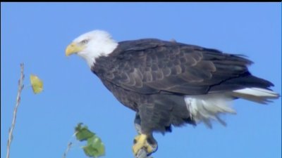 Legislación para proteger al águila calva en EEUU cumple 50 años