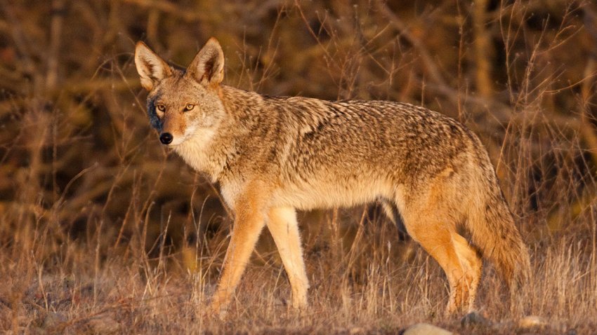 A coyote under the golden light near sunset along the American River parkway.The often unfortunate and unwilling target of man.  There is a very good expose on the killing of coyotes by the little known government agency Wildlife Services, as originally published in the paper.