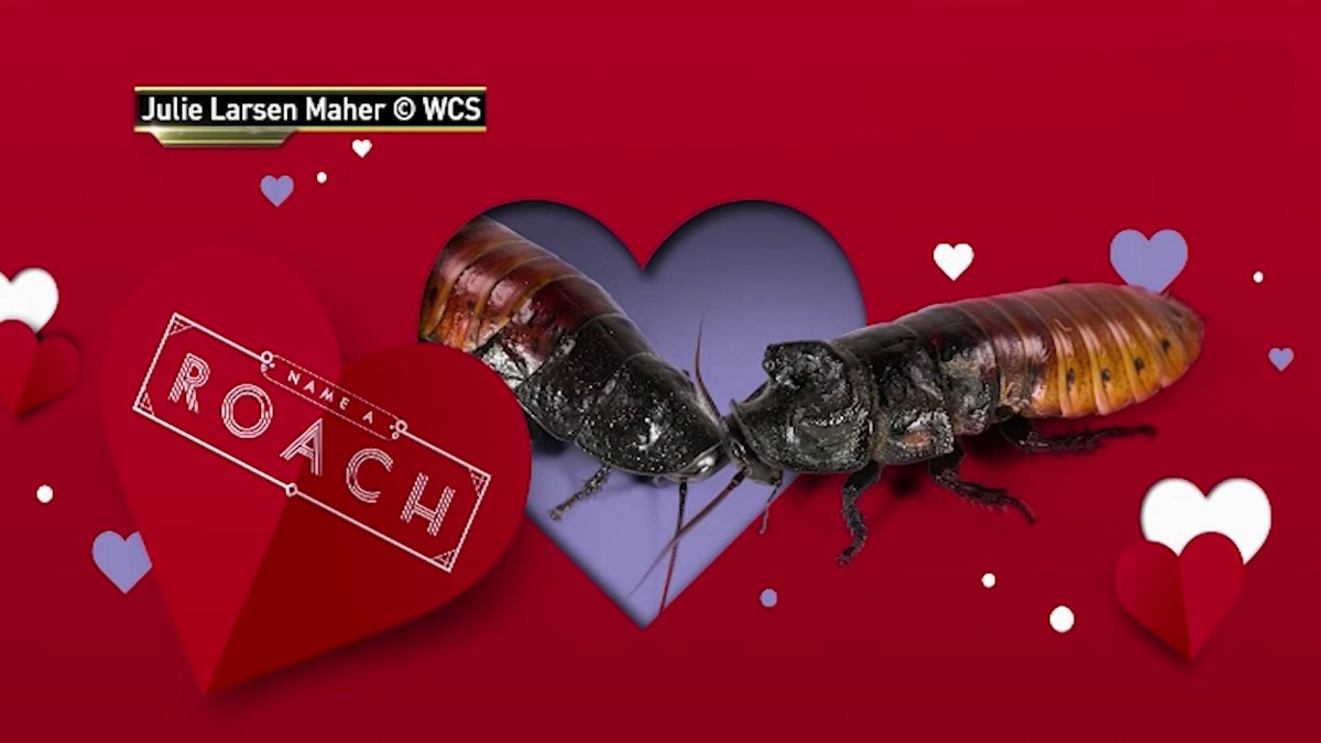 Name a Cockroach at the Bronx Zoo for Valentine’s Day 2024: Last Forever Just Like Our Love!