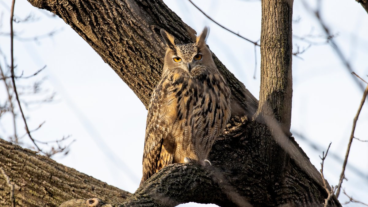 Skinny, the Famous Owl of New York City, Dies from Traumatic Impact: What You Need to Know