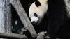 El Zoológico Nacional dice estar en “conversaciones” para traer pandas de regreso a DC