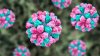 CDC: Los casos de norovirus aumenta en el país, incluyendo Nueva York