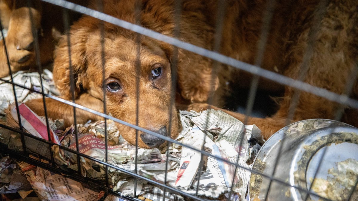 ASPCA: más de 90 perros maltratados retirados de supuesto grupo de ...
