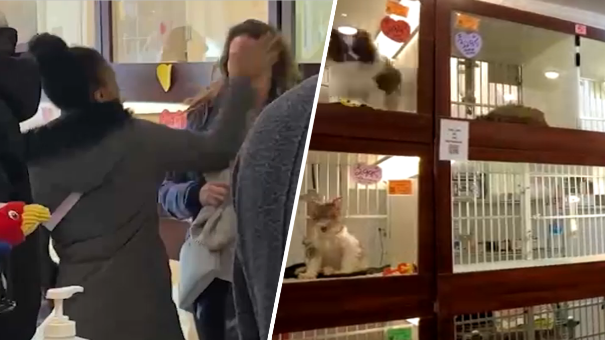 Bizarre Assault at New York City Pet Store Caught on Camera