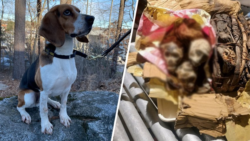 A U.S. Customs and Border Patrol police dog named Buddey (left) found the dehydrated bodies of four dead monkeys (seen at right, blurred) on luggage that arrived in Boston from the Democratic Republic of Congo by way of Paris.