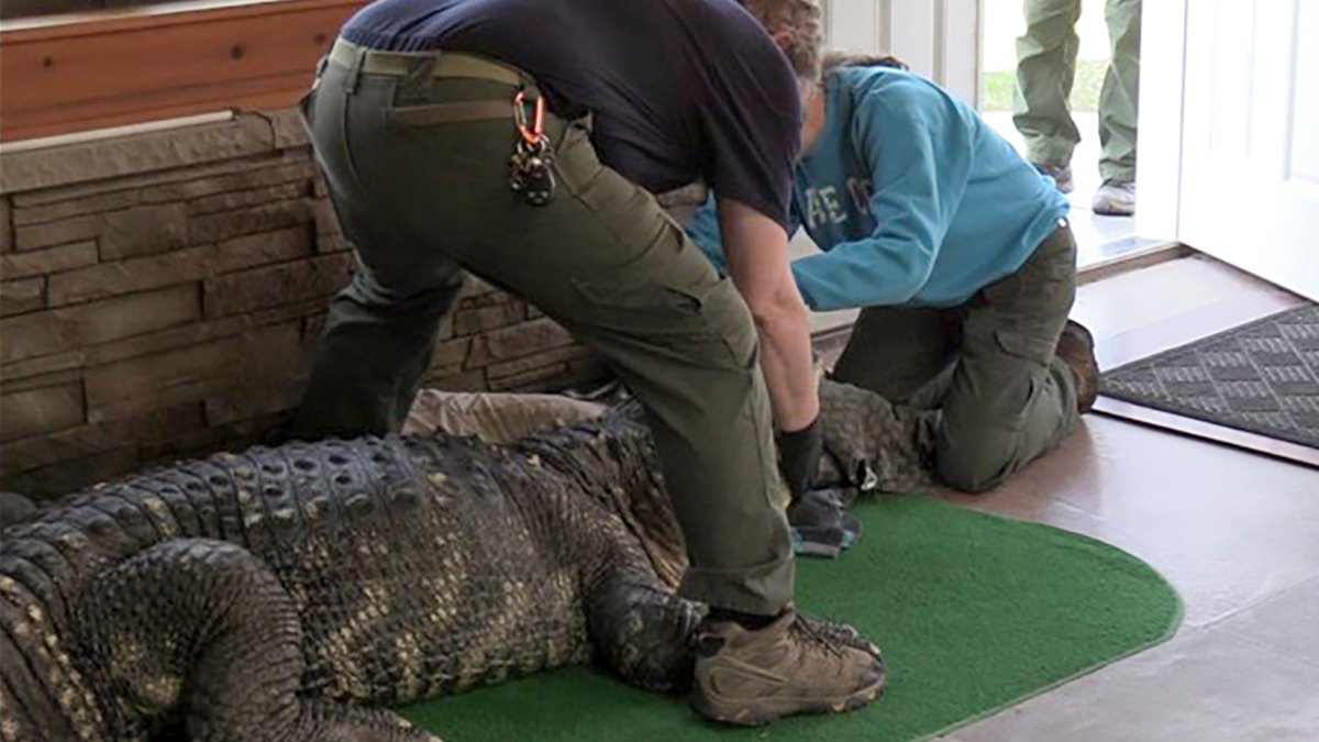 Illegal 11-Foot Alligator Confiscated from Home in Upstate New York