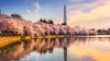 Dónde ver los cherry blossoms en DC, Maryland y Virginia