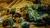 Hochul anuncia nuevas medidas para castigar a bodegas y tiendas no autorizadas para vender marihuana