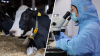 CDC toma medidas debido a casos de influenza aviar en vacas en varios estados de EEUU