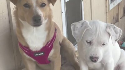 Organización del condado Montgomery alberga a las mascotas de sobrevivientes de violencia doméstica