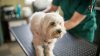 Este condado de NY ofrecerá vacunas gratuitas contra la rabia para las mascotas: lo que debes saber