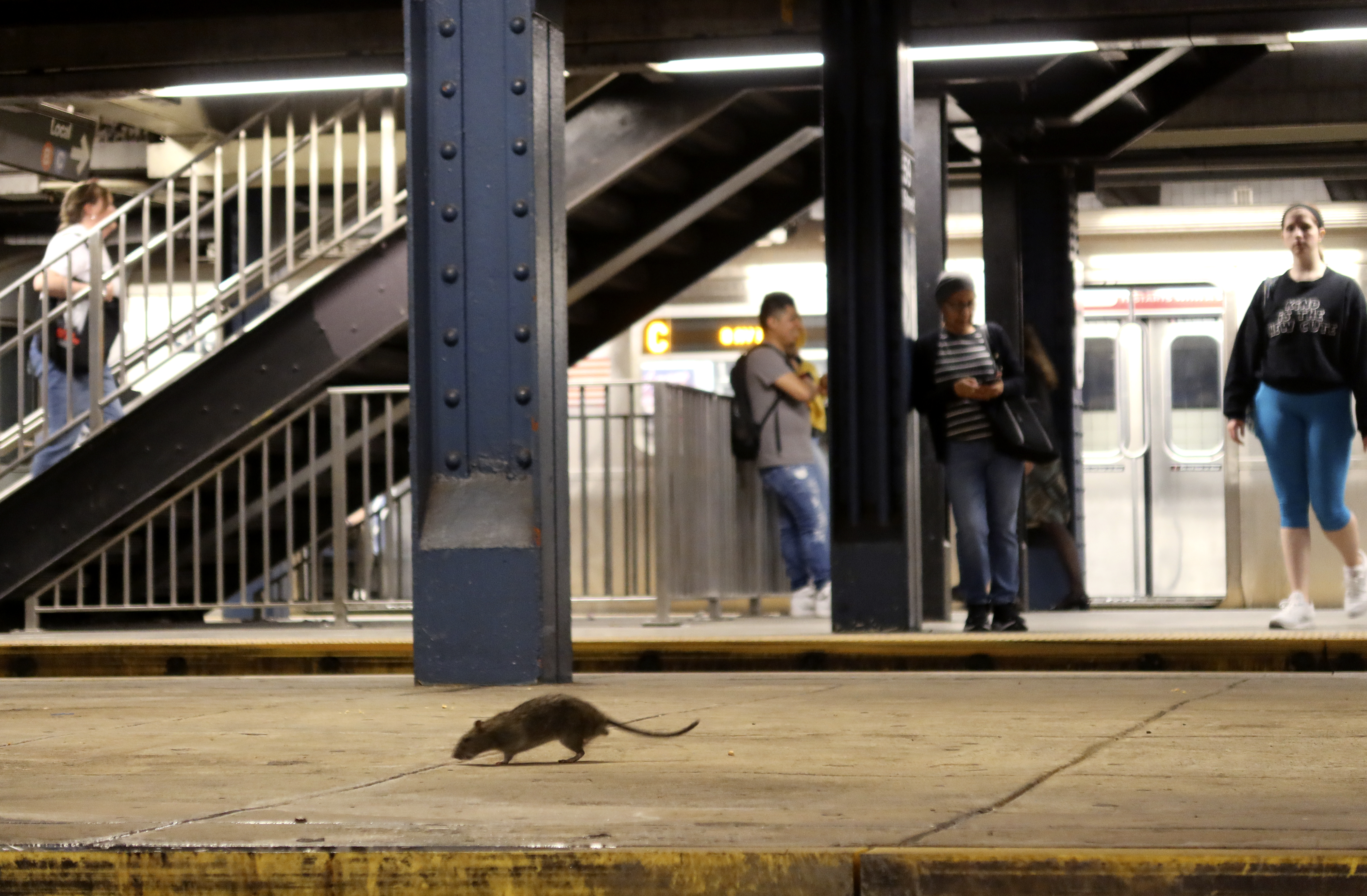 Rat UrineRelated Leptospirosis on the Rise in New York City What You Need to Know World
