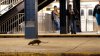 Casos de infección bacteriana relacionados con las ratas aumentan en la Ciudad de Nueva York